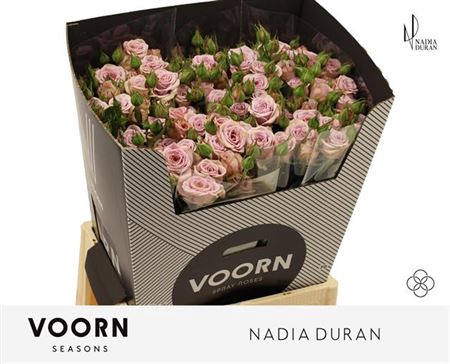 <h4>R Tr Nadia Duran</h4>