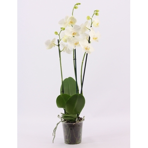 Phalaenopsis 3 tak wit