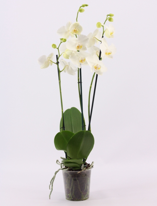 <h4>Phalaenopsis 3 tak wit</h4>