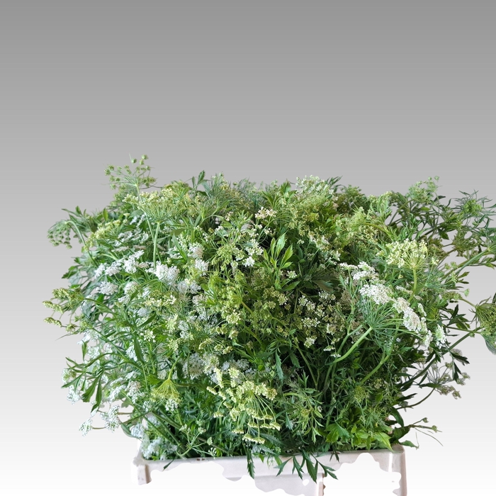 <h4>AMMI MAJUS GRACELAND</h4>