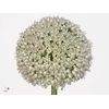 Allium Ampeloprasum