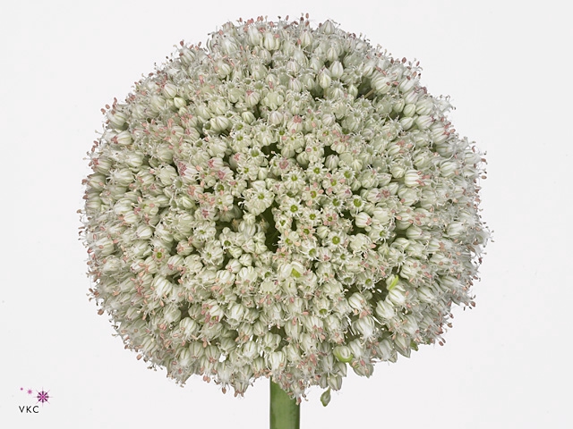 Allium Ampeloprasum