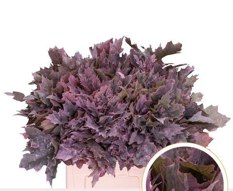 <h4>QUERC RUBRA 60CM FROST ROSE</h4>