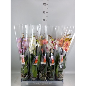 Phalaenopsis   ...mix  8