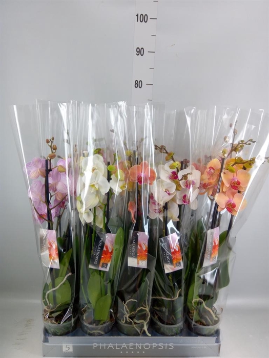 <h4>Phalaenopsis   ...mix  8</h4>