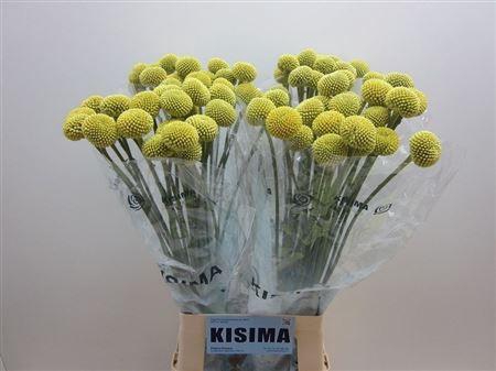 <h4>Craspedia Paintball Pop</h4>