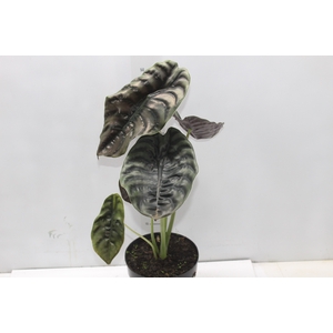 ALOCASIA CUPREA P17
