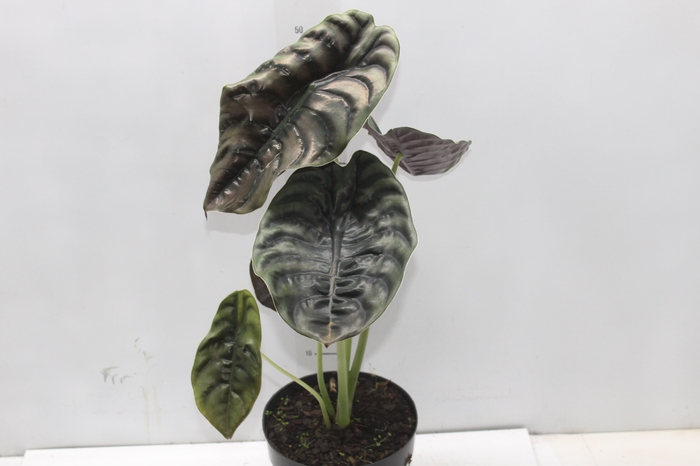 <h4>ALOCASIA CUPREA P17</h4>