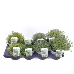 Thymus citriodorus