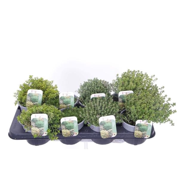 Thymus citriodorus
