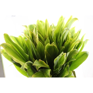 FOLHAGEM DRACENA ALBA