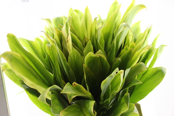 <h4>FOLHAGEM DRACENA ALBA</h4>