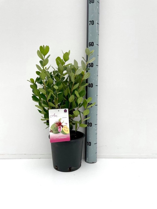 Fruitbomen en -heesters ov