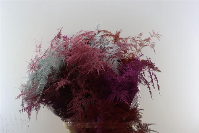 Asp Kbh Lang Easter Mix