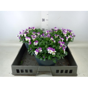 Viola corn. 'Evo Mini Pink Wing'