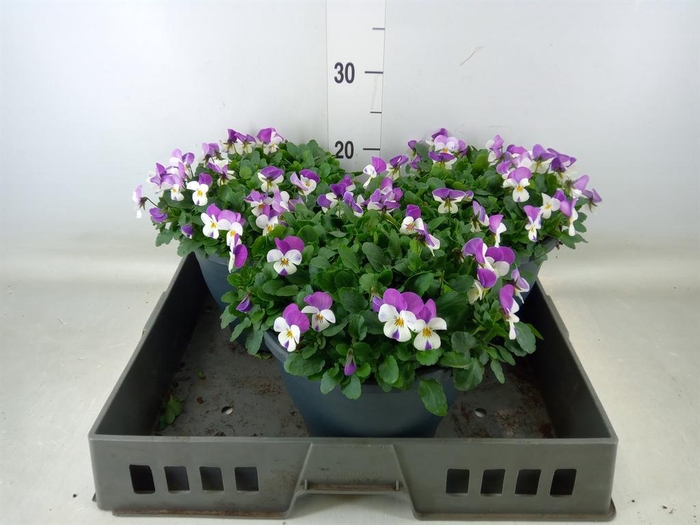 <h4>Viola corn. 'Evo Mini Pink Wing'</h4>