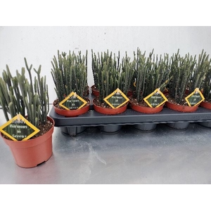 Crassula   ...