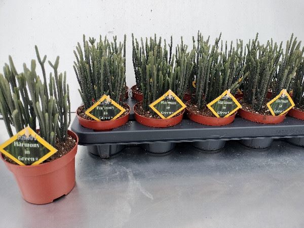 <h4>Crassula   ...</h4>