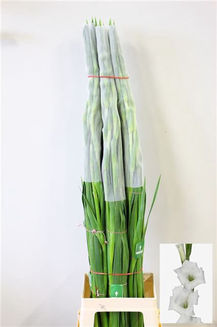 <h4>Gladiolus la amsterdam</h4>