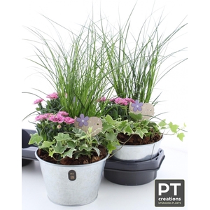 ARR TUINPLANTEN