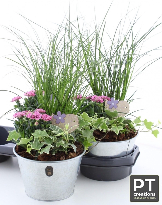 <h4>ARR TUINPLANTEN</h4>