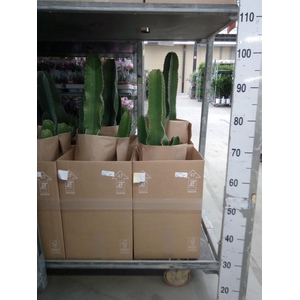 Euphorbia abyssinica