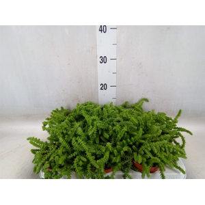 Crassula   ...