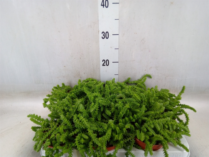 <h4>Crassula   ...</h4>
