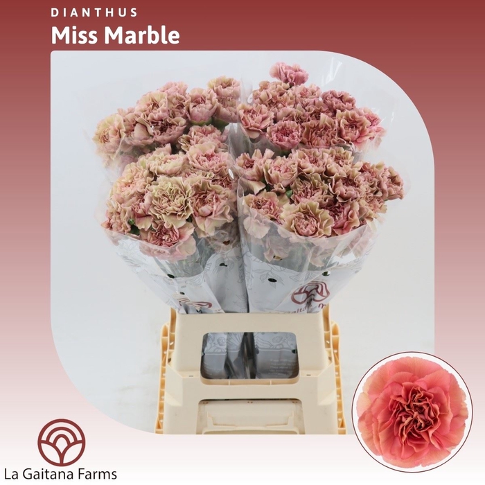 <h4>Dianthus St Miss Marble</h4>