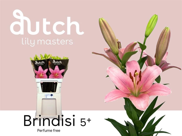 <h4>Li La Brindisi 5+</h4>