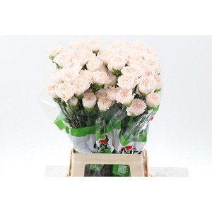Dianthus st brut