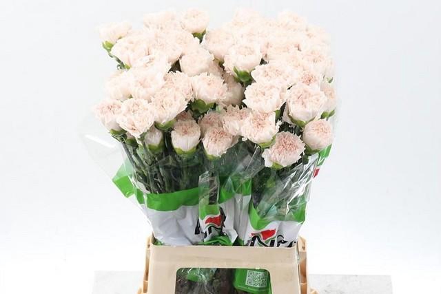 <h4>Dianthus st brut</h4>