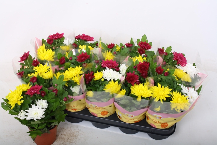 <h4>CHRYS GEM IN POT</h4>