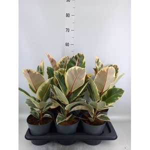 Ficus elastica 'Tineke'