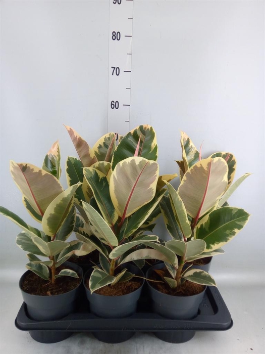 <h4>Ficus elastica 'Tineke'</h4>