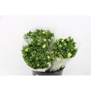 Anem Marianne Panda White