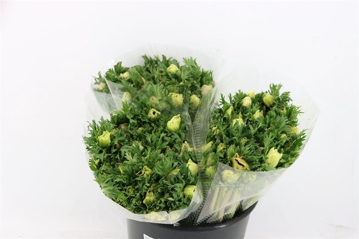 <h4>Anem Marianne Panda White</h4>