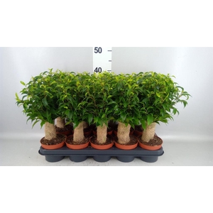 Ficus benja. 'Natasja'