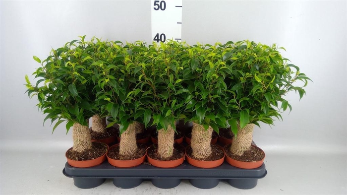 <h4>Ficus benja. 'Natasja'</h4>