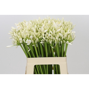 Agapanthus EYFORI White