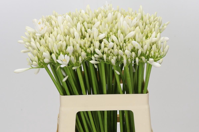 <h4>Agapanthus EYFORI White</h4>