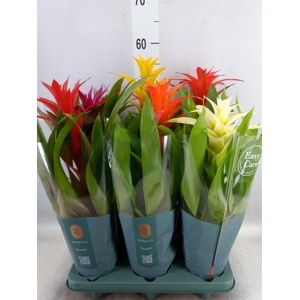 Guzmania   ...mix