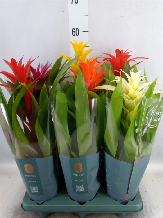 <h4>Guzmania   ...mix</h4>