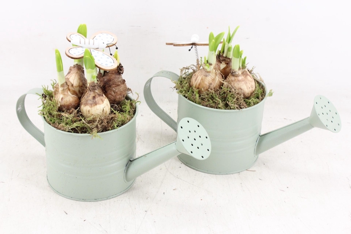 <h4>arr4 Narcis PL - Zink gieter kl groen x5</h4>