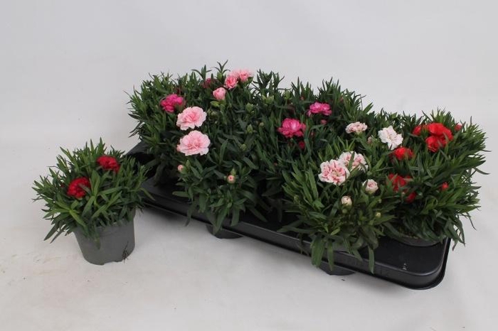 <h4>DIAN OSC GEM</h4>