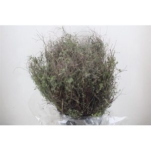 Thym Falso 250gr P Bunch