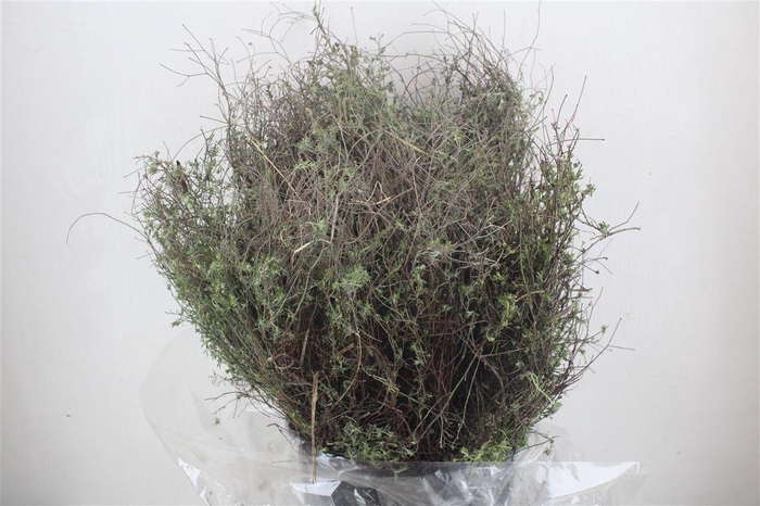 <h4>Thym Falso 250gr P Bunch</h4>