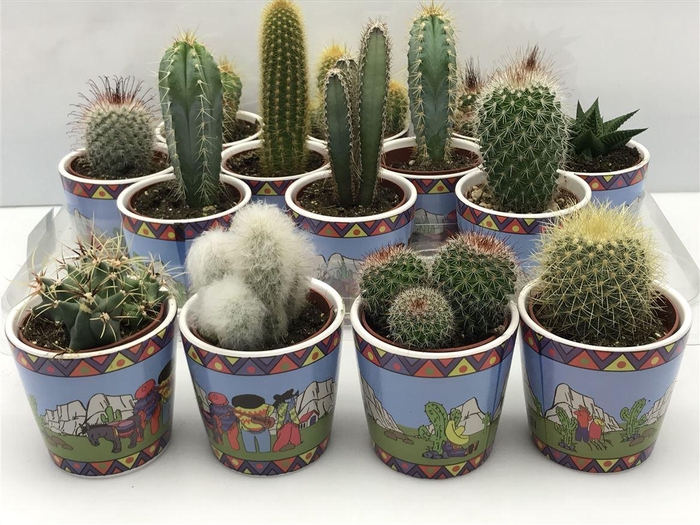 <h4>Cactus gemengd</h4>