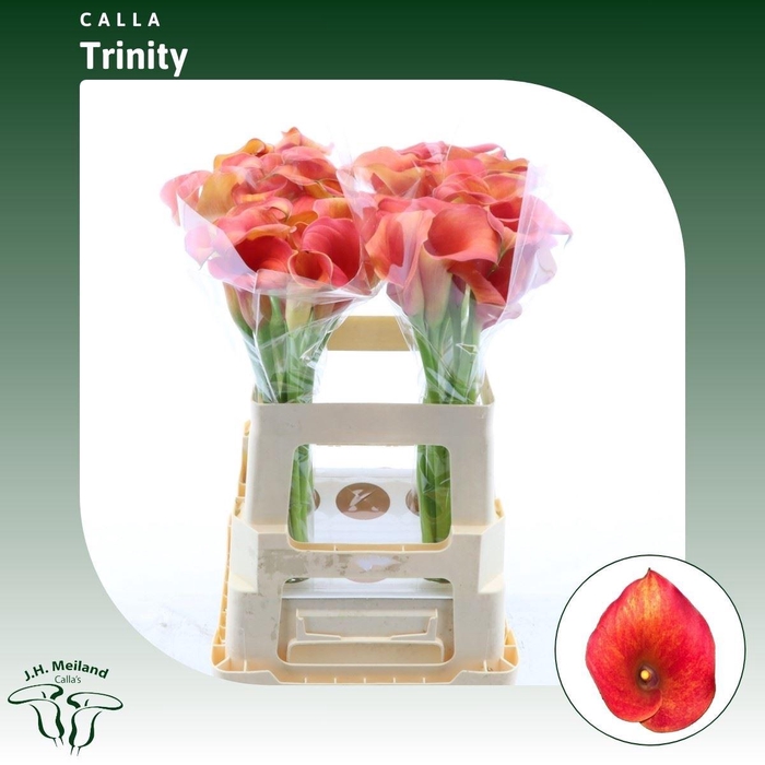 Calla Trinity