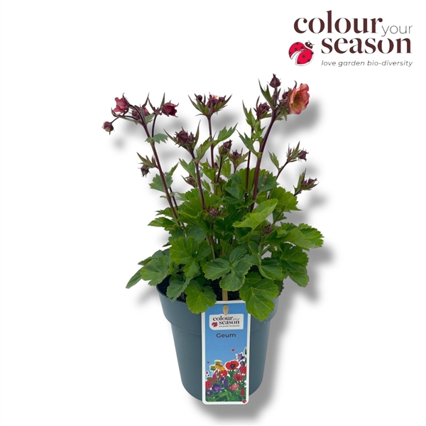 <h4>Geum 'Tempo Rose'</h4>